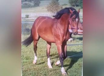 Sportivo Tedesco / Sportivo della Germania, Castrone, 3 Anni, 161 cm, Baio