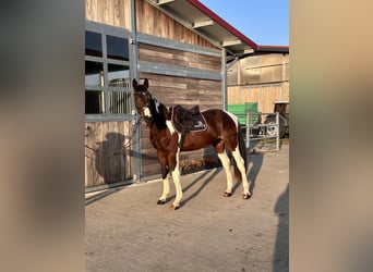 Sportivo Tedesco / Sportivo della Germania, Castrone, 3 Anni, 164 cm, Pezzato