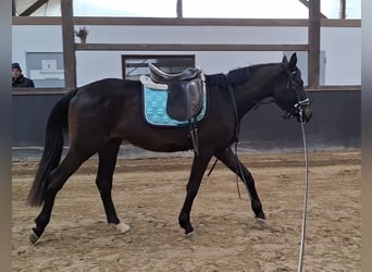 Sportivo Tedesco / Sportivo della Germania, Castrone, 3 Anni, 165 cm, Baio nero