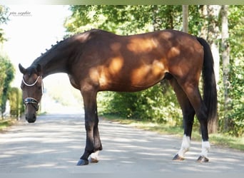 Sportivo Tedesco / Sportivo della Germania, Castrone, 3 Anni, 165 cm, Baio scuro
