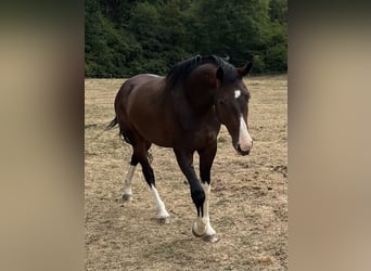 Sportivo Tedesco / Sportivo della Germania, Castrone, 3 Anni, 165 cm, Baio scuro