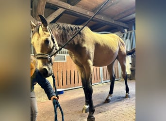 Sportivo Tedesco / Sportivo della Germania, Castrone, 3 Anni, 165 cm, Pelle di daino