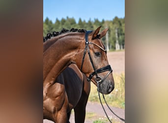 Sportivo Tedesco / Sportivo della Germania, Castrone, 3 Anni, 165 cm, Sauro scuro