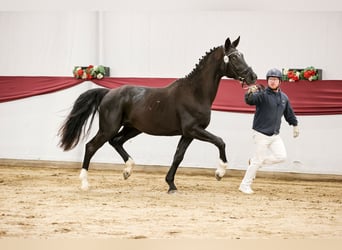 Sportivo Tedesco / Sportivo della Germania, Castrone, 3 Anni, 166 cm, Baio nero