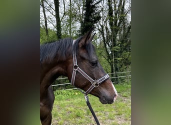 Sportivo Tedesco / Sportivo della Germania, Castrone, 3 Anni, 166 cm, Baio scuro