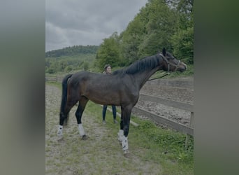 Sportivo Tedesco / Sportivo della Germania, Castrone, 3 Anni, 166 cm, Baio scuro