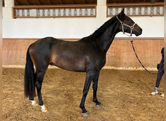 Sportivo Tedesco / Sportivo della Germania, Castrone, 3 Anni, 166 cm, Baio scuro