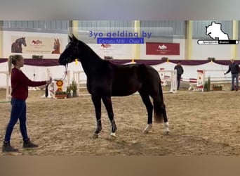 Sportivo Tedesco / Sportivo della Germania, Castrone, 3 Anni, 166 cm, Baio scuro