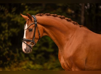 Sportivo Tedesco / Sportivo della Germania, Castrone, 3 Anni, 166 cm, Sauro