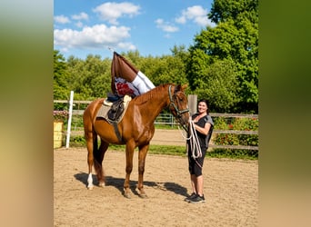 Sportivo Tedesco / Sportivo della Germania, Castrone, 3 Anni, 166 cm, Sauro scuro