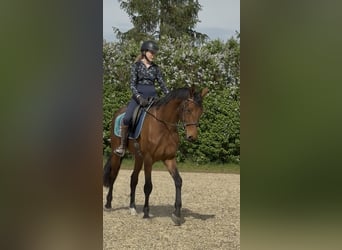 Sportivo Tedesco / Sportivo della Germania, Castrone, 3 Anni, 167 cm, Baio