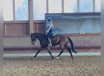 Sportivo Tedesco / Sportivo della Germania, Castrone, 3 Anni, 167 cm, Baio