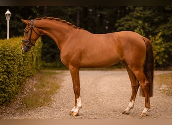Sportivo Tedesco / Sportivo della Germania, Castrone, 3 Anni, 167 cm, Sauro