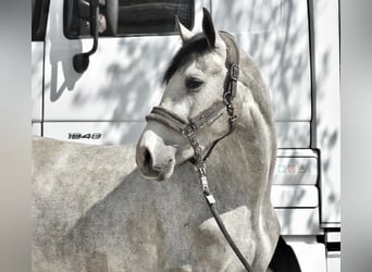 Sportivo Tedesco / Sportivo della Germania, Castrone, 3 Anni, 168 cm, Grigio pezzato