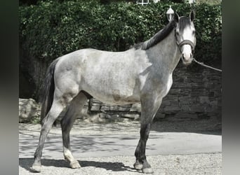 Sportivo Tedesco / Sportivo della Germania, Castrone, 3 Anni, 168 cm, Grigio pezzato