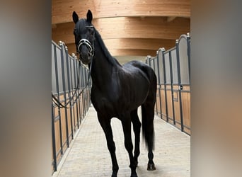 Sportivo Tedesco / Sportivo della Germania, Castrone, 3 Anni, 168 cm, Morello