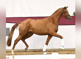 Sportivo Tedesco / Sportivo della Germania, Castrone, 3 Anni, 169 cm, Sauro