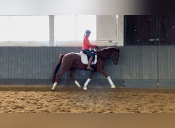 Sportivo Tedesco / Sportivo della Germania, Castrone, 3 Anni, 170 cm, Sauro