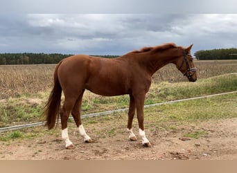 Sportivo Tedesco / Sportivo della Germania, Castrone, 3 Anni, 170 cm, Sauro