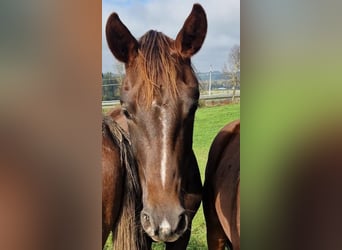 Sportivo Tedesco / Sportivo della Germania, Castrone, 3 Anni, 170 cm, Sauro scuro
