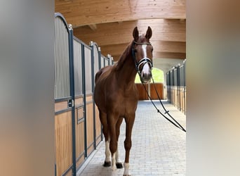 Sportivo Tedesco / Sportivo della Germania, Castrone, 3 Anni, 178 cm, Sauro