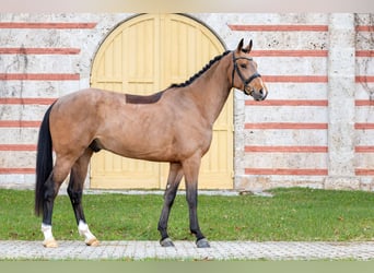Sportivo Tedesco / Sportivo della Germania, Castrone, 3 Anni, Baio