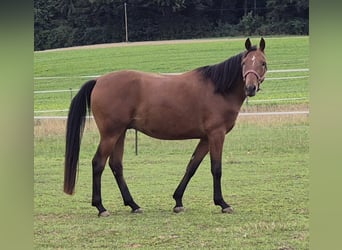 Sportivo Tedesco / Sportivo della Germania, Castrone, 3 Anni, Baio
