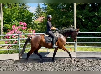 Sportivo Tedesco / Sportivo della Germania, Castrone, 3 Anni, Baio scuro