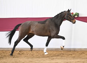 Sportivo Tedesco / Sportivo della Germania, Castrone, 3 Anni, Baio scuro