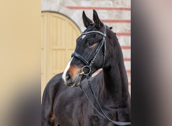 Sportivo Tedesco / Sportivo della Germania, Castrone, 3 Anni, Baio scuro