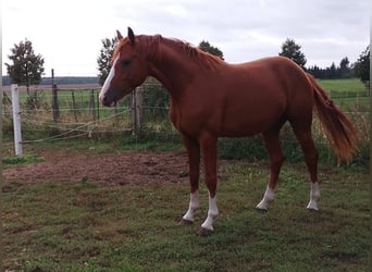 Sportivo Tedesco / Sportivo della Germania, Castrone, 3 Anni, Sauro