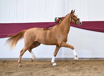 Sportivo Tedesco / Sportivo della Germania, Castrone, 3 Anni, Sauro