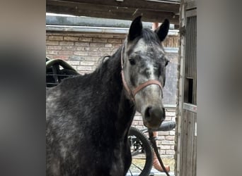 Sportivo Tedesco / Sportivo della Germania, Castrone, 4 Anni, 155 cm, Grigio pezzato