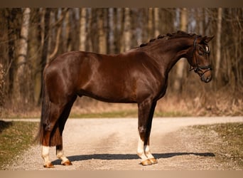 Sportivo Tedesco / Sportivo della Germania, Castrone, 4 Anni, 161 cm, Sauro scuro