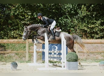 Sportivo Tedesco / Sportivo della Germania, Castrone, 4 Anni, 162 cm, Grigio