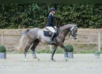 Sportivo Tedesco / Sportivo della Germania, Castrone, 4 Anni, 162 cm, Grigio