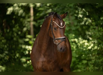 Sportivo Tedesco / Sportivo della Germania, Castrone, 4 Anni, 163 cm, Baio scuro