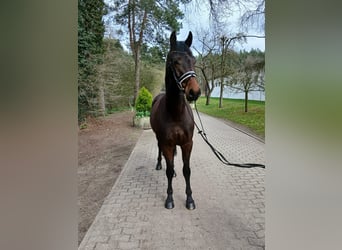 Sportivo Tedesco / Sportivo della Germania, Castrone, 4 Anni, 163 cm, Baio scuro