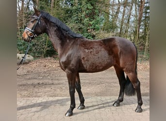 Sportivo Tedesco / Sportivo della Germania, Castrone, 4 Anni, 163 cm, Baio scuro