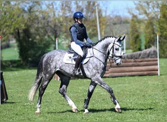Sportivo Tedesco / Sportivo della Germania, Castrone, 4 Anni, 163 cm, Grigio