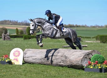 Sportivo Tedesco / Sportivo della Germania, Castrone, 4 Anni, 163 cm, Grigio