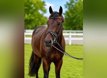 Sportivo Tedesco / Sportivo della Germania, Castrone, 4 Anni, 164 cm, Baio