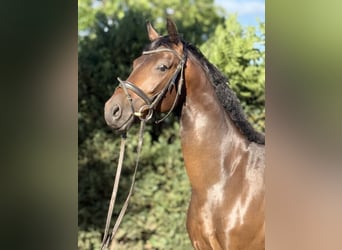 Sportivo Tedesco / Sportivo della Germania, Castrone, 4 Anni, 164 cm, Baio scuro