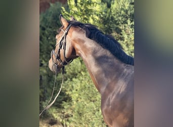 Sportivo Tedesco / Sportivo della Germania, Castrone, 4 Anni, 164 cm, Baio scuro