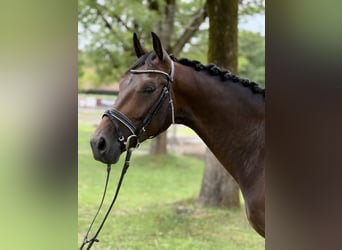 Sportivo Tedesco / Sportivo della Germania, Castrone, 4 Anni, 164 cm, Baio scuro
