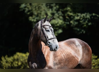 Sportivo Tedesco / Sportivo della Germania, Castrone, 4 Anni, 164 cm, Grigio