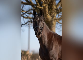 Sportivo Tedesco / Sportivo della Germania, Castrone, 4 Anni, 164 cm, Morello