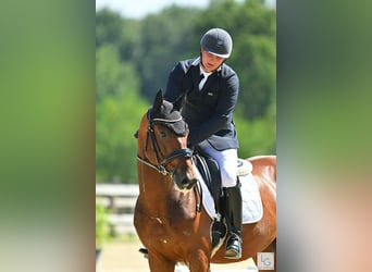 Sportivo Tedesco / Sportivo della Germania, Castrone, 4 Anni, 165 cm, Baio