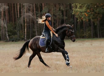 Sportivo Tedesco / Sportivo della Germania, Castrone, 4 Anni, 165 cm, Baio scuro