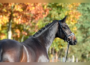 Sportivo Tedesco / Sportivo della Germania, Castrone, 4 Anni, 165 cm, Baio scuro